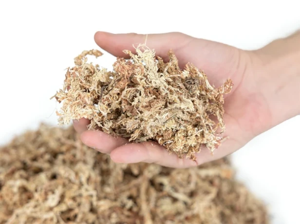 mech-torfowiec-sphagnum-moss-100g (1).webp
