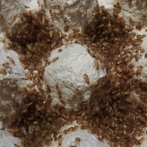 Karaczan turecki wylęg 100 szt. 