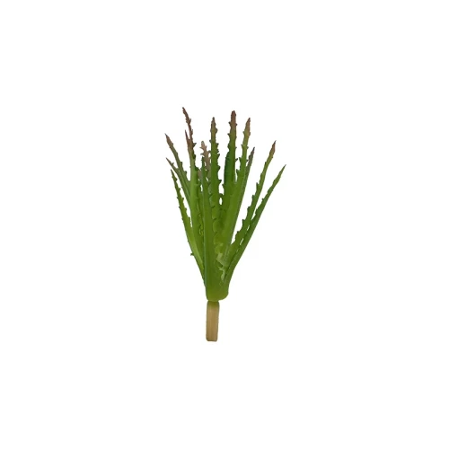 rośina_aloes_gładki.webp
