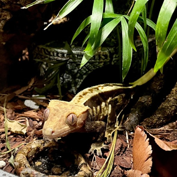 Gecko nutrition arbuz [Waga: 100g]