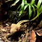 Gecko nutrition arbuz [Waga: 100g]