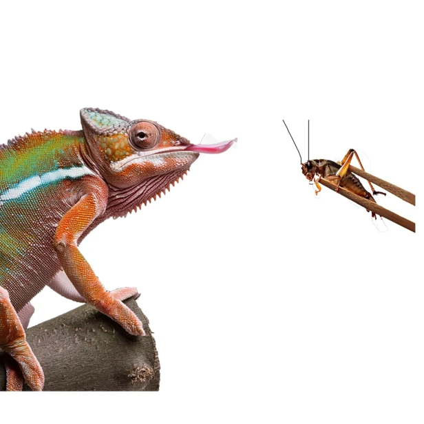 Pinceta bambusowa  28 cm Repti Planet