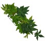 roślina-Exo-terra-abutilon-S.jpg