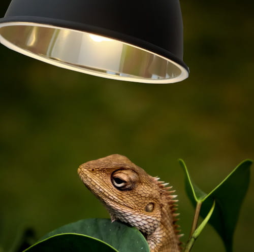 lampa_jaszczurka.jpg