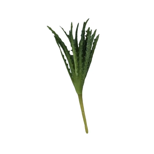 roślina_aloes.webp