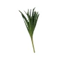 roślina_aloes.webp