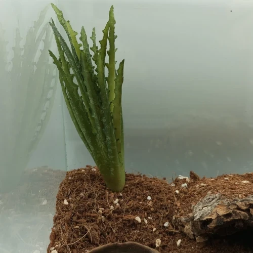 aloes.webp