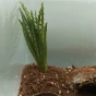 aloes.webp